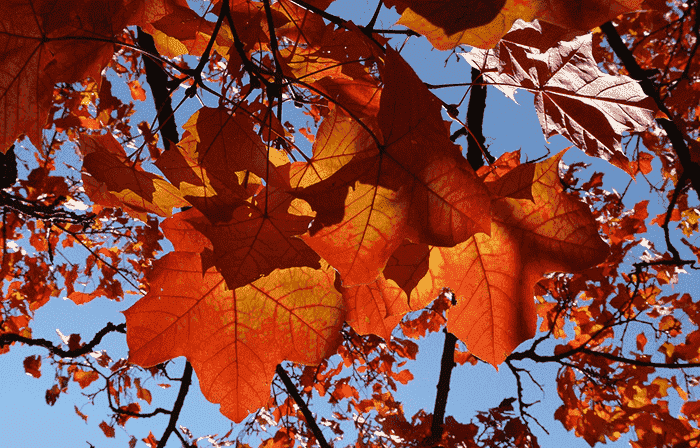 top-fall-leaves